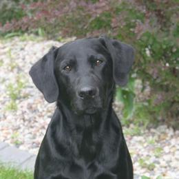 Golden Retrievers and Labrador Retrievers from Hunters Kennels