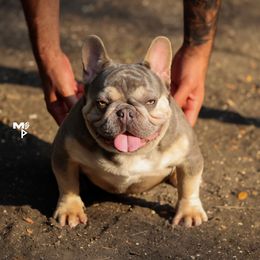 huncho - French Bulldog