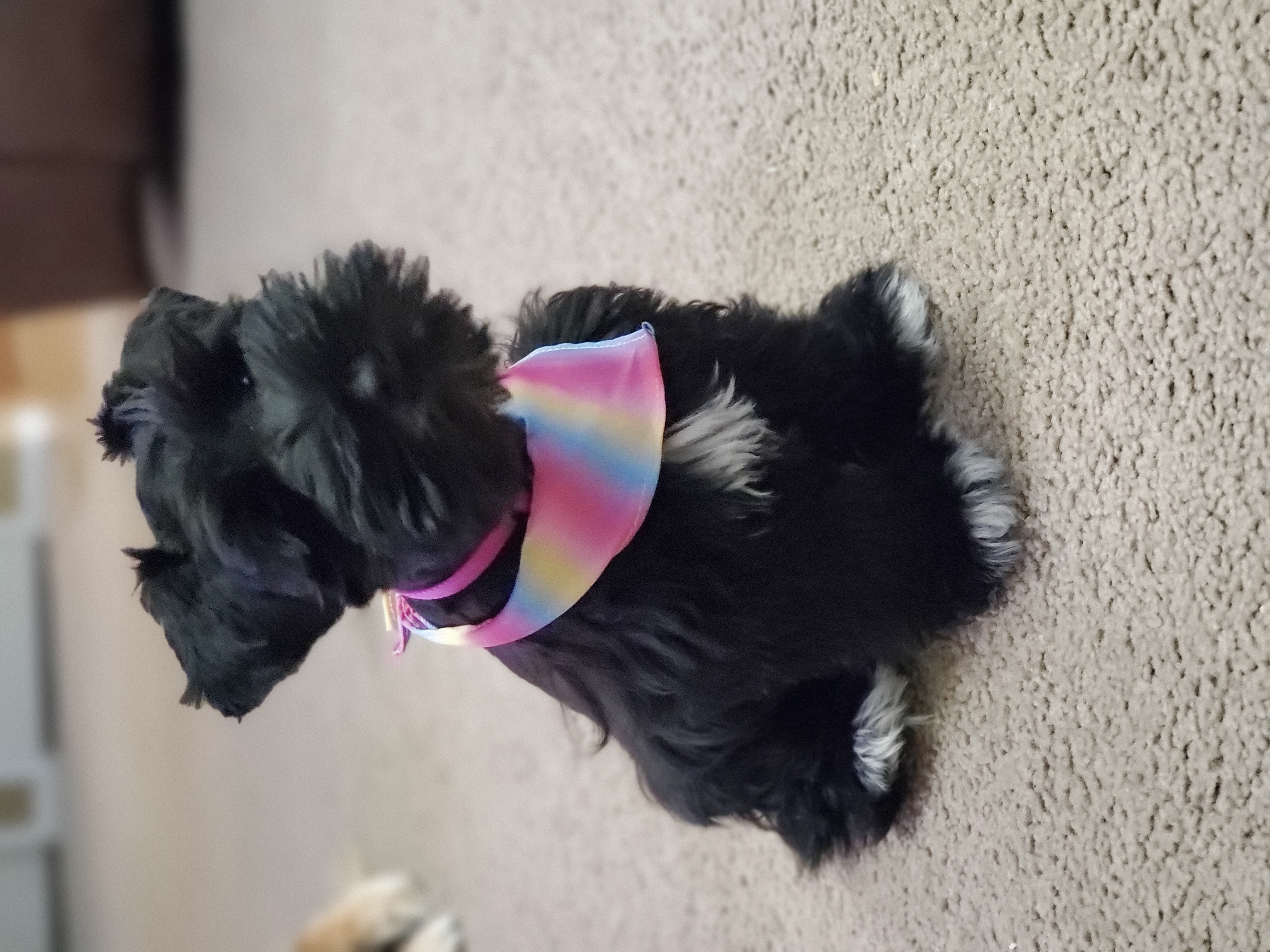 Miniature Schnauzer Puppies from Flyover Farms