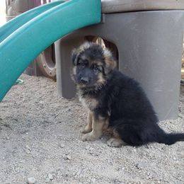 German Shepherd and Papillon Puppies from AZSunshine K9's
