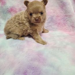 Lilac Cream sable girl - Cream female Chihuahua puppy in Richmond, Virginia from Breens