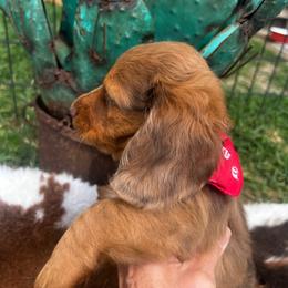 Herman - Dapple male Dachshund puppy in Carthage, Missouri from Hounds by Mishelle