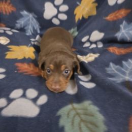 Buttercup - Chocolate and tan female Dachshund puppy in Florida from Doxie Rugrats