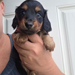 Dolly - Black and tan female Dachshund puppy in El Paso, Texas from Mells Weenies