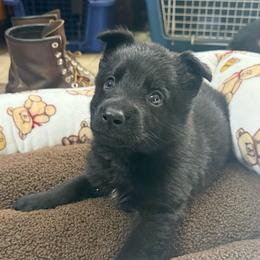 Mr Red - Black male German Shepherd puppy in Berlin, Wisconsin from Gypsy Miracle Kennels