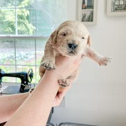 Golden Retriever and Pembroke Welsh Corgi Puppies from Rose n’ Thistle Farm