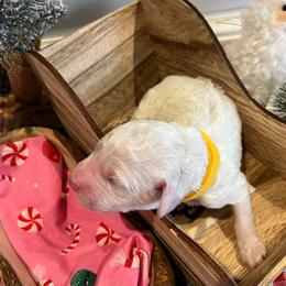 Goldendoodle Puppies from Hani's family