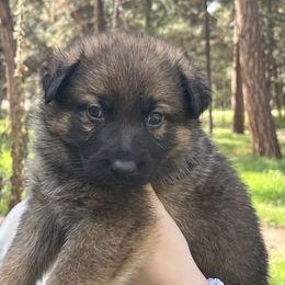 Moose - Sable male German Shepherd puppy in Colorado Springs, Colorado from Forest Home Shepherds
