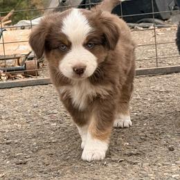 Snag - Red tri male Miniature Australian Shepherd puppy in Lakeport, California from Akins Aussies/Wild Rose Ranch