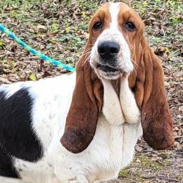 Piper - Basset Hound
