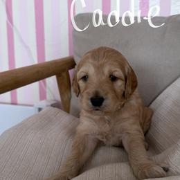 Goldendoodle Puppies from Felicia Ferkin