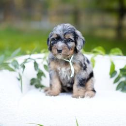 Teal collar - Blue merle female Bernedoodle puppy in Spokane, Washington from Doodle Love
