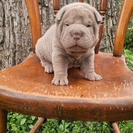 Howard - Lilac dilute male Chinese Shar-Pei puppy in Minden, Louisiana from Zoey's Waggly Tails