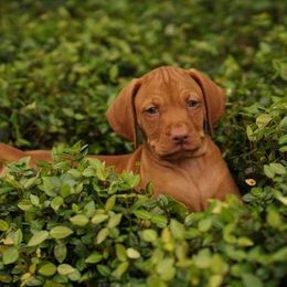 Vizsla Puppies from 5Starr Vizsla