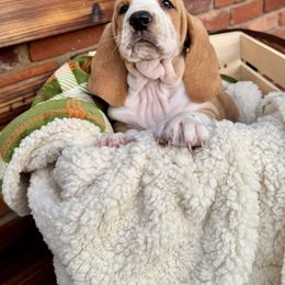 Penelope - Lemon and white female Basset Hound puppy in Bellaire, Ohio from Blessed Bassets