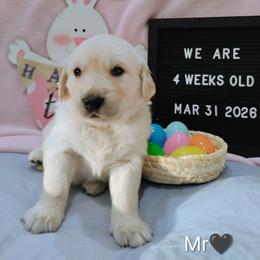 Black collar boy - Light golden male Golden Retriever puppy in Rochester, Washington from Grand Mound Goldens