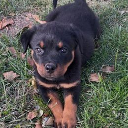Light pink girl - Black and mahogany female Rottweiler puppy in Industry, Illinois from KDKs Kennels