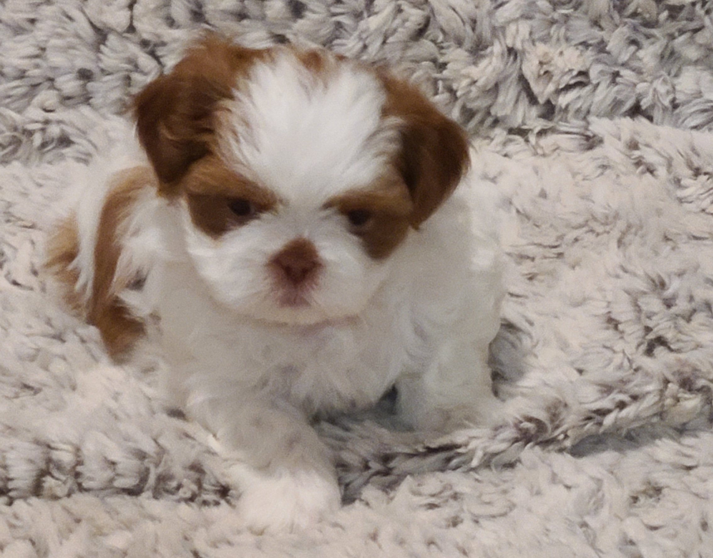 Shih Tzu Puppies from SuLynnes Shih Tzus
