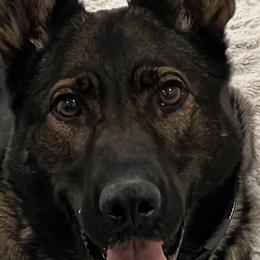 German Shepherds from RHS
