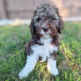 Aussiedoodle, Goldendoodle, and Poodle Puppies from Rebecca Creek Retrievers, LLC