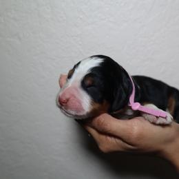 Neytiri - Tri-color female Bernedoodle puppy in Palmetto Bay, Florida from SOMIDOODLES