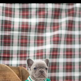Boy 3 - Blue French Bulldog puppy in New York from Charlie’s Frenchies