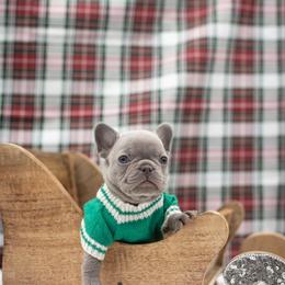 Boy 3 - Blue French Bulldog puppy in New York from Charlie’s Frenchies