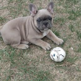 French Bulldog Puppies from Foster Lake Frenchies