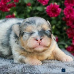 Cortado - Blue merle male Pomeranian puppy in Bremen, Indiana from AMS Pomeranians and Pomskies in Indiana
