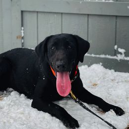 Labrador Retrievers from Lone Star Texas Retrievers