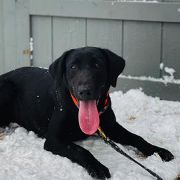 Labrador Retrievers from Lone Star Texas Retrievers