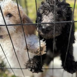 Bernedoodle and Double Doodle Puppies from ETX Dandy Doodle
