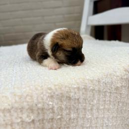 Capri - Red female Pembroke Welsh Corgi puppy in Payson, Utah from Spring Creek Aussies + Corgis