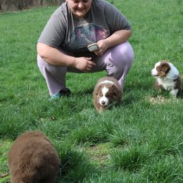 Australian Shepherd Puppies from Starlit Grove Australian Shepherds