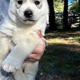 Geode - Gray and white male Siberian Husky puppy in Cassatt, South Carolina from Tundra Storm Siberians