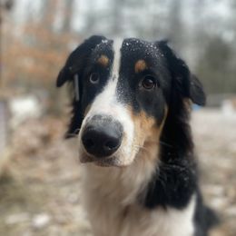 English Shepherd All Grown Up from Goodwin Heritage Homestead