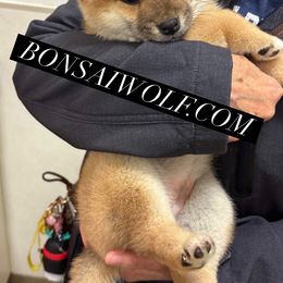 Shiba Inu and Shikoku Puppies from Bonsai Wolf Japanese Dogs