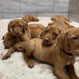 Vizsla Puppies from Big Creek Vizslas