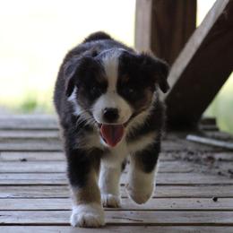 Baxter - Red merle male Miniature Australian Shepherd puppy in Gretna, Virginia from Adams Acres Cattle Dogs