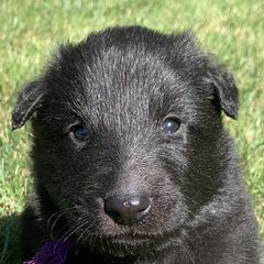 Boy 1 - Belgian Sheepdog puppy in Doylestown, Ohio from Diamante Nero