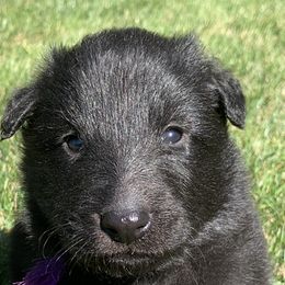 Boy 1 - Belgian Sheepdog puppy in Doylestown, Ohio from Diamante Nero