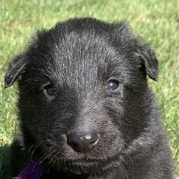 Boy 1 - Belgian Sheepdog puppy in Doylestown, Ohio from Diamante Nero