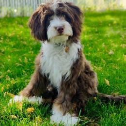 Reese - Bernedoodle