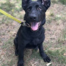 German Shepherd Puppies from Paws Of Germany