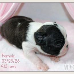 Girl 1 - Black and white female Boston Terrier puppy in North Central, Vermont from Windy Valley’s Bostons