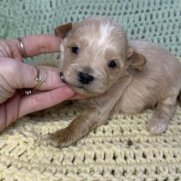 Chestnut - Cream male Maltipoo puppy in Lancaster, Kentucky from Dream Paws Puppies, LLC