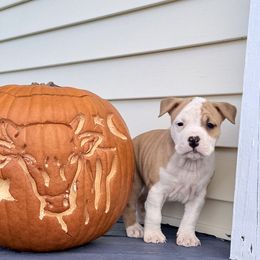 Feta - Red female American Staffordshire Terrier puppy in Franklin County, Vermont from Explicit Amstaffs Of New England