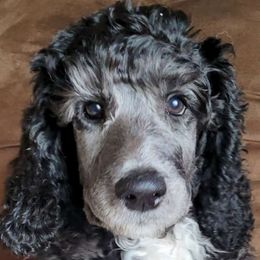 Ziggy - Parti Poodle puppy in Kronenwetter, Wisconsin from Amanda's Poodles