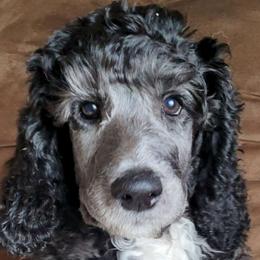 Ziggy - Parti Poodle puppy in Kronenwetter, Wisconsin from Amanda's Poodles