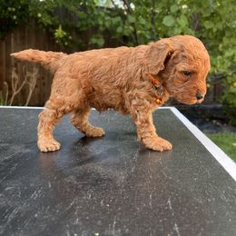 Goldendoodle Puppies from Tanya Buk